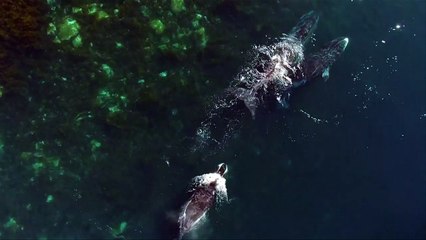 Viajando com as baleias