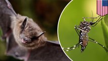Bats vs. Zika mosquitoes: Miami Beach builds bat houses to eradicate virus - TomoNews
