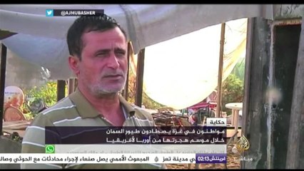 حكاية - غزاويون يصطادون طيور السمان خلال موسم هجرتها من أوروبا لأفريقيا