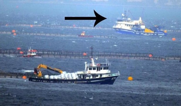 'Gırgır' balık çiftliğine daldı, binlerce balık telef oldu