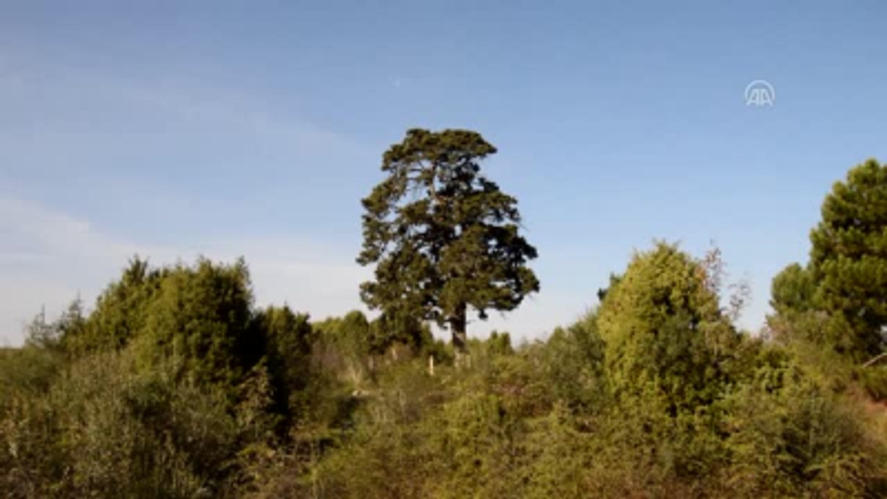 7 Asırlık "Ağlayan Ardıç" Turizme Kazandırılacak