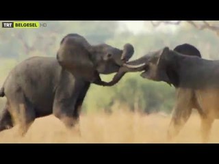 Yağmuru Beklerken - Fragman - TRT Belgesel