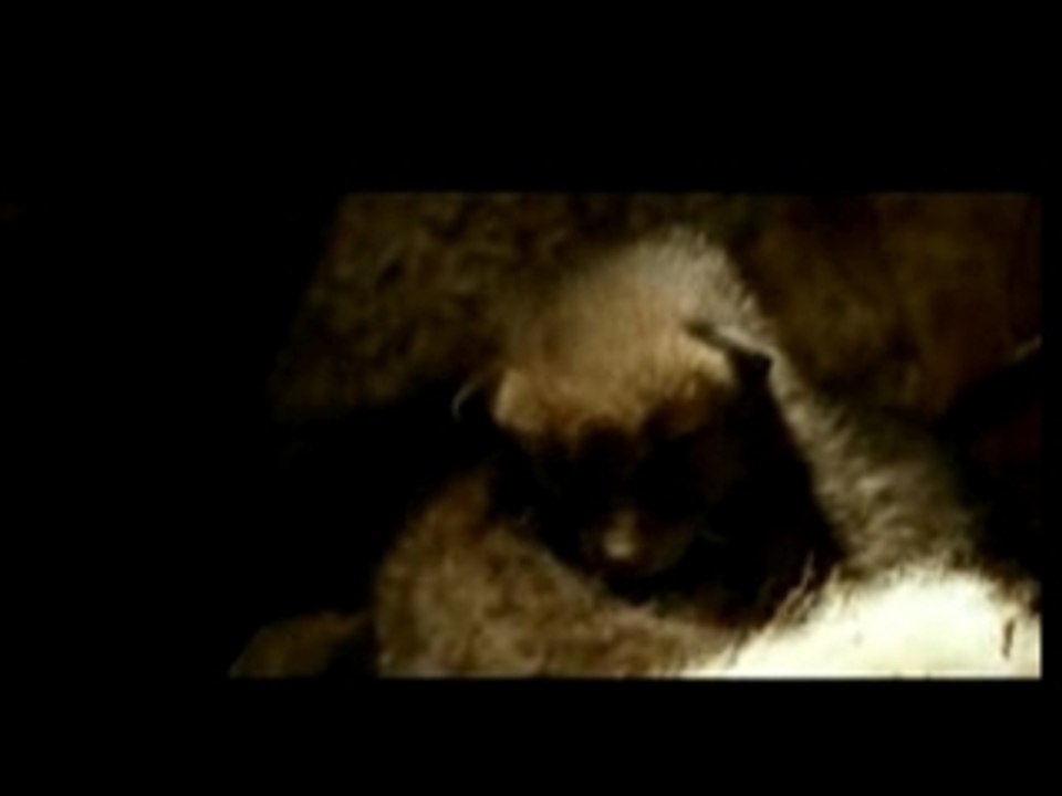 The Fox And The Child - Trailer