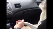 Dog Loves to Hold Hands in Car