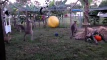 Kangaroo boxing bag