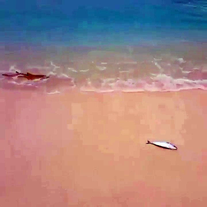 Shark going after a beached fish