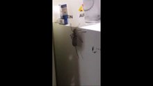 Cette araignée traîne le cadavre d'une souris le long d'un frigo !