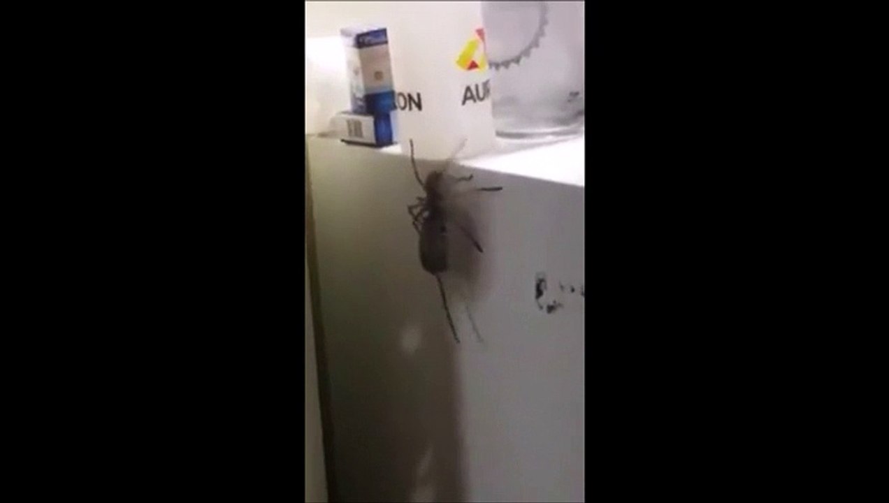 Cette araignée traîne le cadavre d'une souris le long d'un frigo !