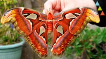 Los 10 insectos más grandes del mundo