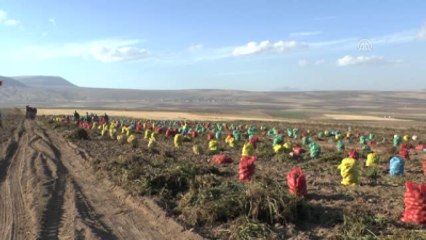 Ahlat'ta Patates Hasadı Başladı