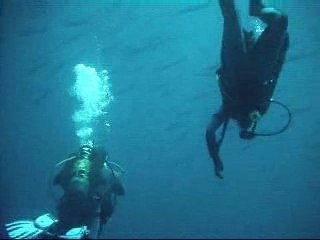 Danse avec Les Barracudas