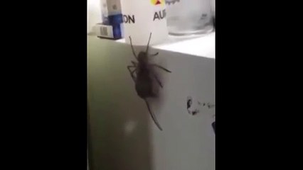 Massive huntsman spider carries a mouse