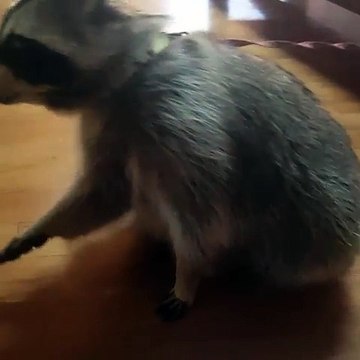 Clever raccoon demonstrates array of tricks