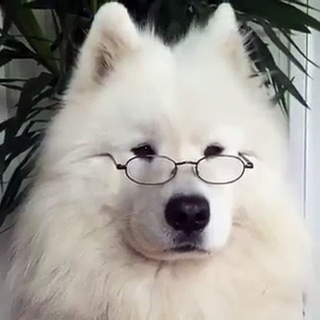 Adorable Pets