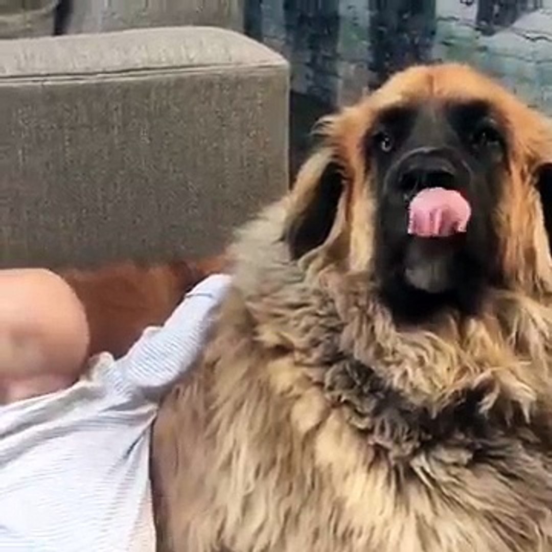 Adorable Pets