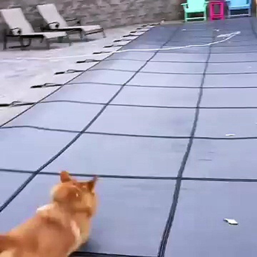 Adorable Pets