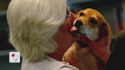 Here’s Why You Shouldn’t Let Your Dog Lick You