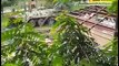 ভিডিওতে গুলশানে রেস্তোরাঁয় হামলা ও উদ্ধার অভিযান (থান্ডার বোল্ট)-২_1080p HD_ youtube Lokman374