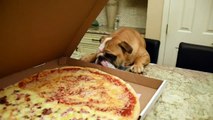 English Bulldog drools over large pizza