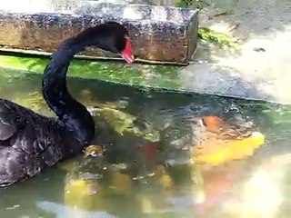 Cygnes noirs Alimentation Koi Fish