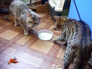 Ces chats ne savent pas comment partager