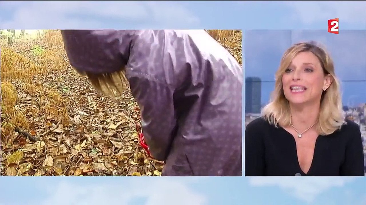 Champignons : comment bien les cueillir