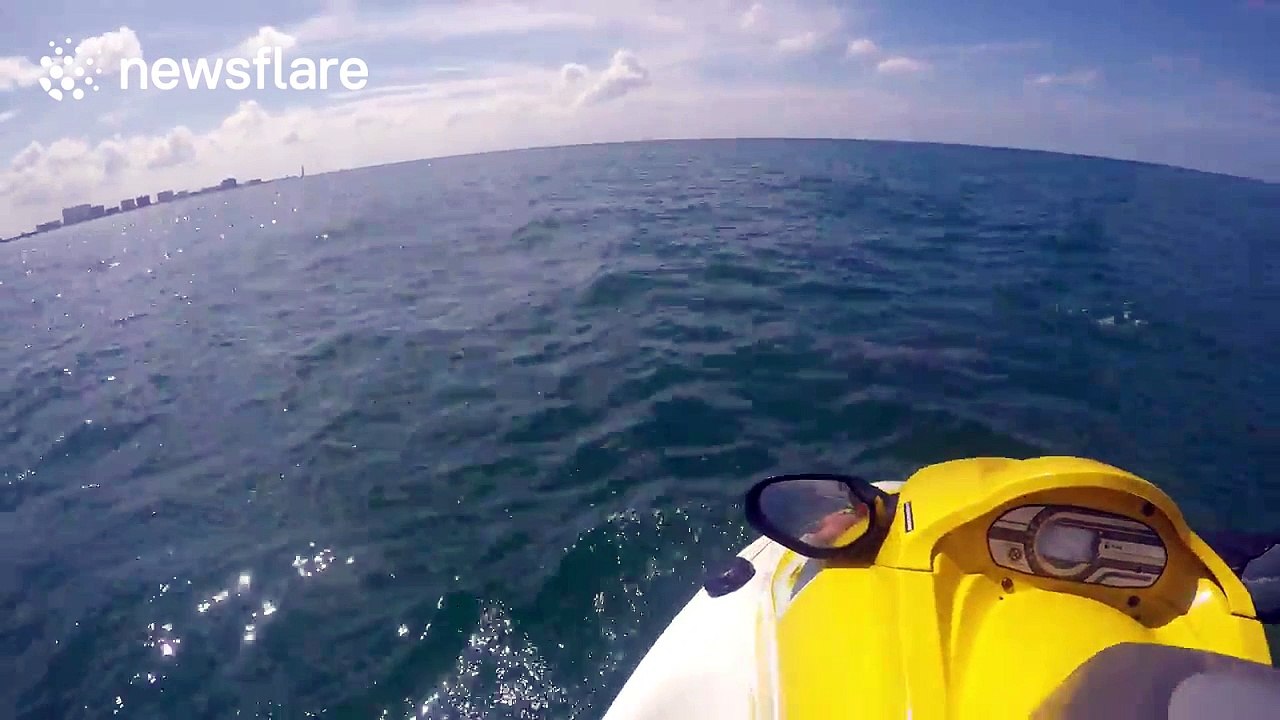 Jet skier gets surprise visit from pod of dolphins