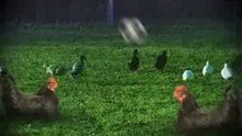 080_HuehnerAlpenTV_480