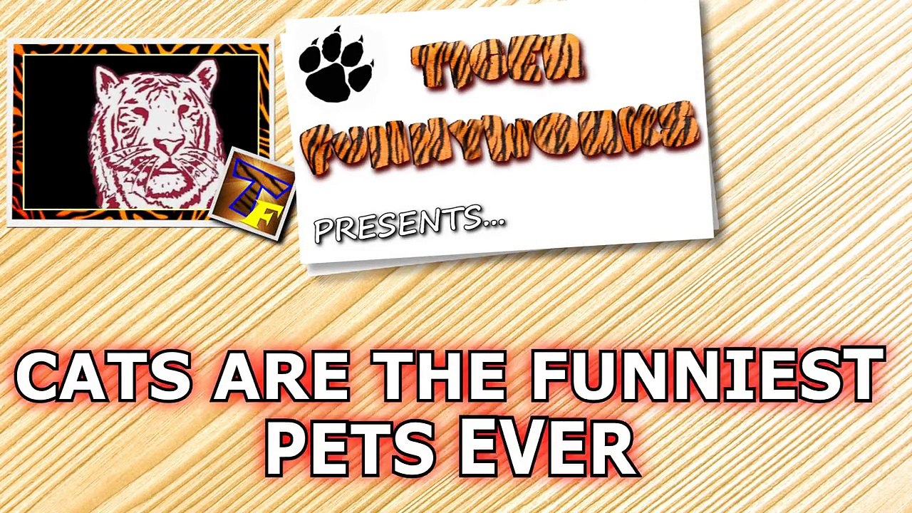 Cats are just the funniest pets ever - Funny cat compilation
