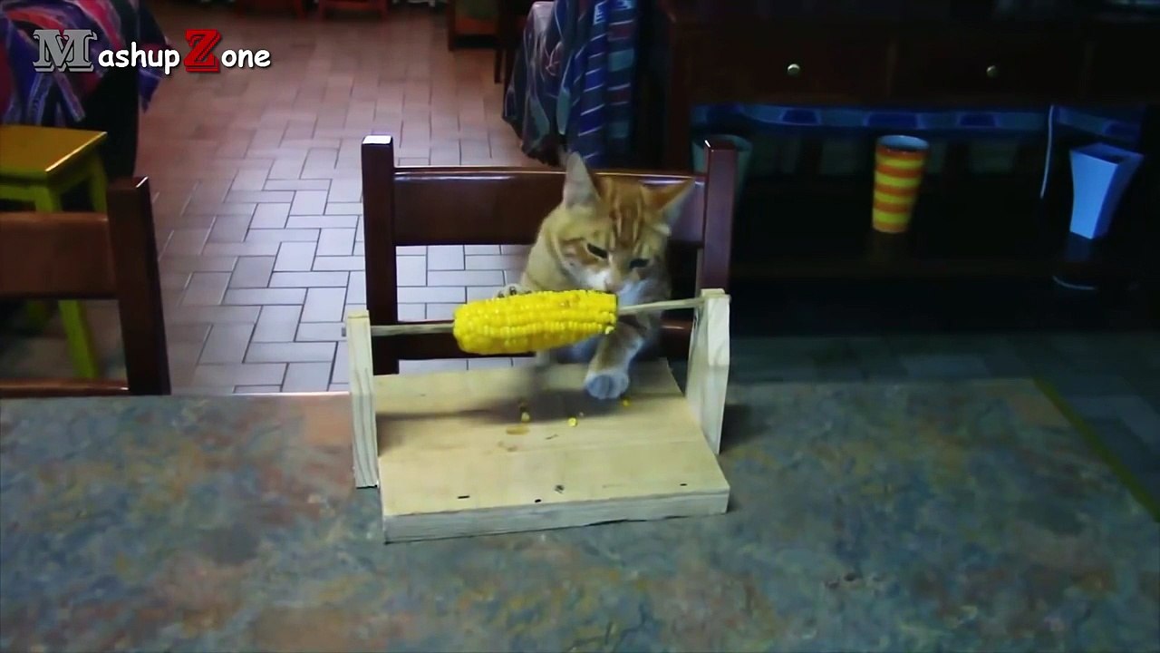 Funny Videos Of Funny Cats Compilation 2016 [BEST OF]