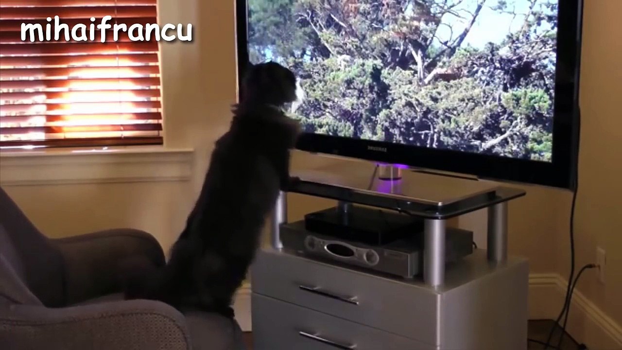 Funny Cats - A Funny Cat Videos Compilation 2015