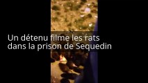 Plus de rats que de détenus dans la prison de Sequedin dans le Nord