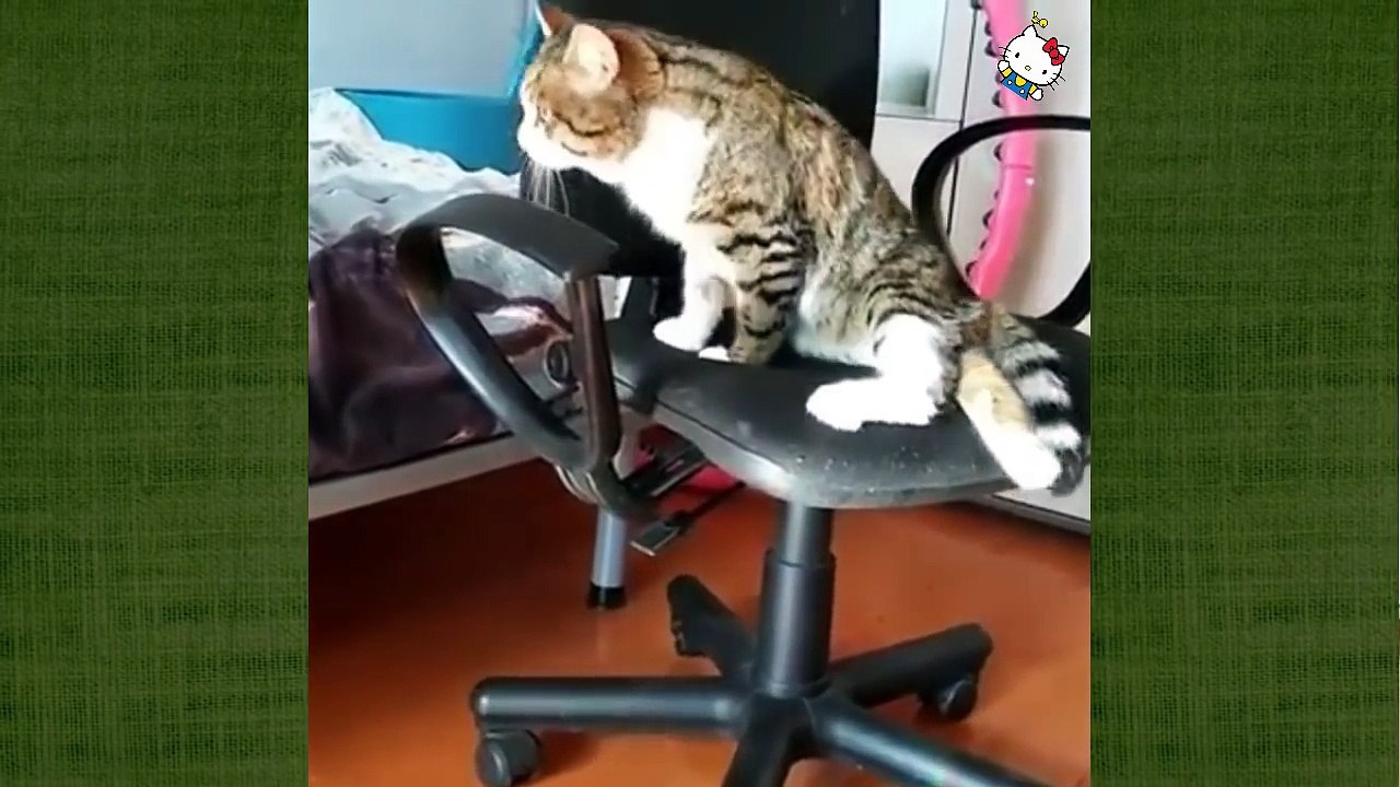 Funny Cats Compilation 2016 - Best Funny Cat Videos Ever || Funny Vines #1