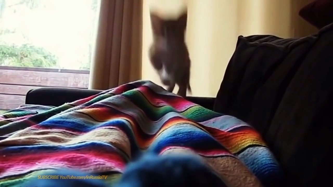 FUNNY VIDEOS Funny Cats Funny Cat Videos Funny Animals Try Not To Laugh