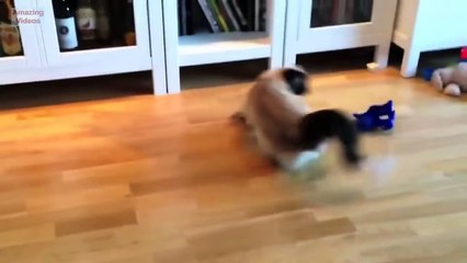 Funny Cat Jump Fail 2015