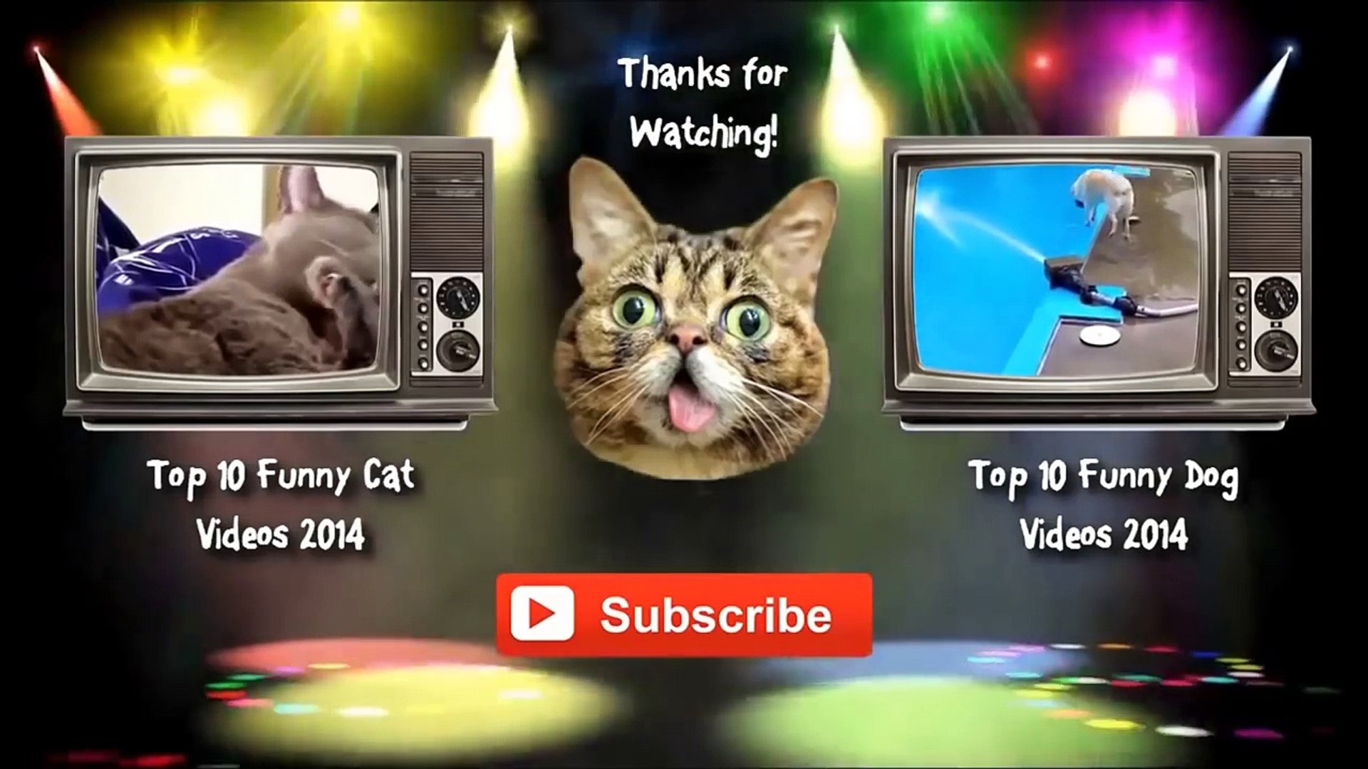 ⁣silly cat videos - cat videos funny - funny cat photos - Funny cat compilation