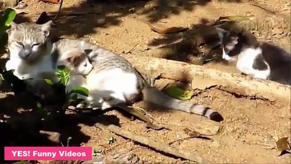 Funny Cat Videos 2016 - You Can't Stop Laughing [Part 26]