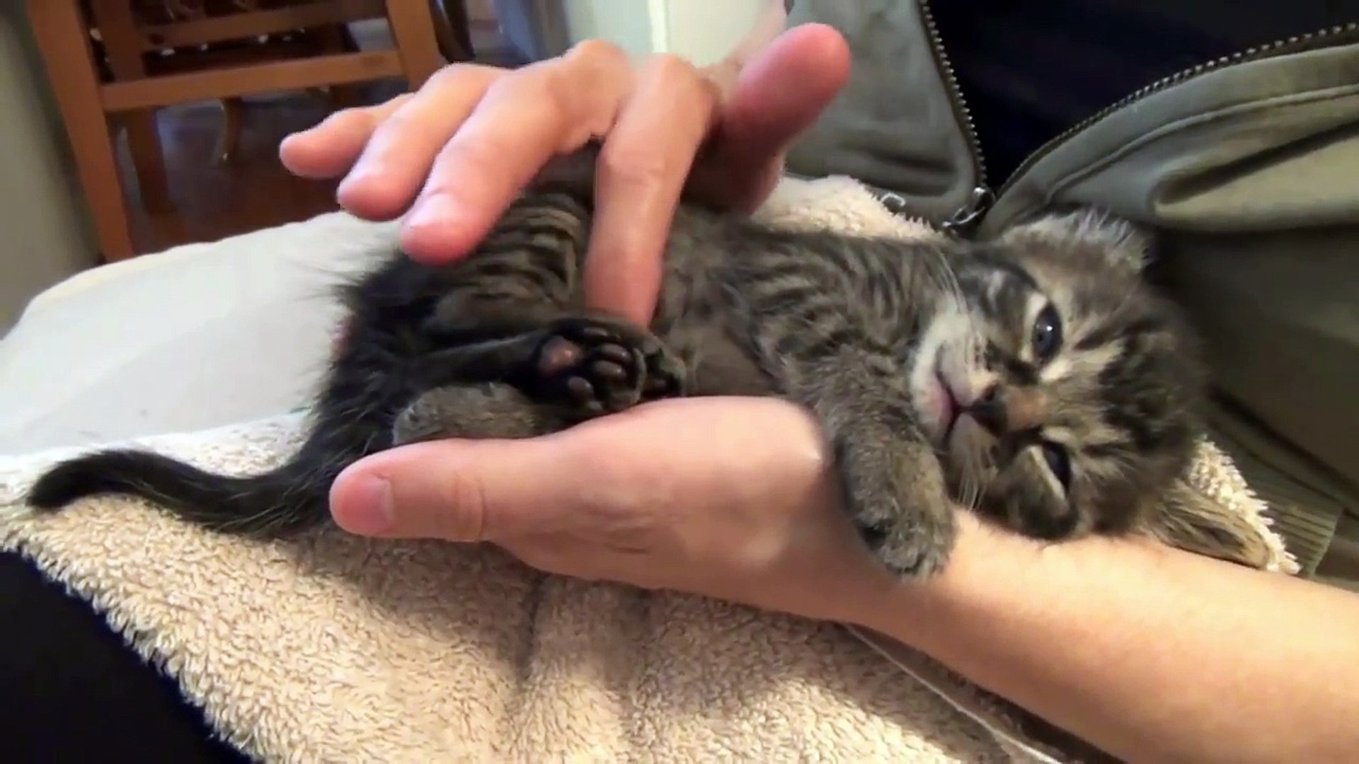 ⁣Funny Cats Funny Cat Videos Funny Cats Complation Cute Cat 2017