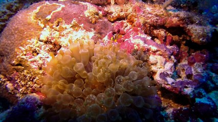 Balicasag Island - Scuba Diving - Philippines 2015 - 1080p 30fps