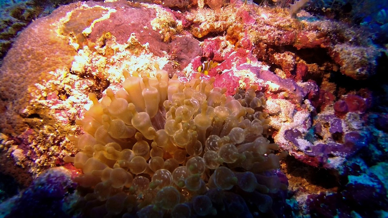 Balicasag Island - Scuba Diving - Philippines 2015 - 1080p 30fps