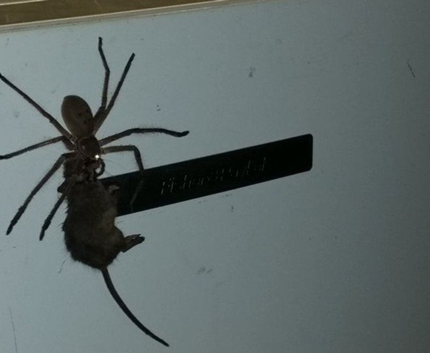 Une araignée géante qui transporte son repas - Beurkk