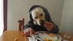 Videos engraçados - Cachorro almoçando de boa