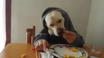 Videos engraçados - Cachorro almoçando de boa