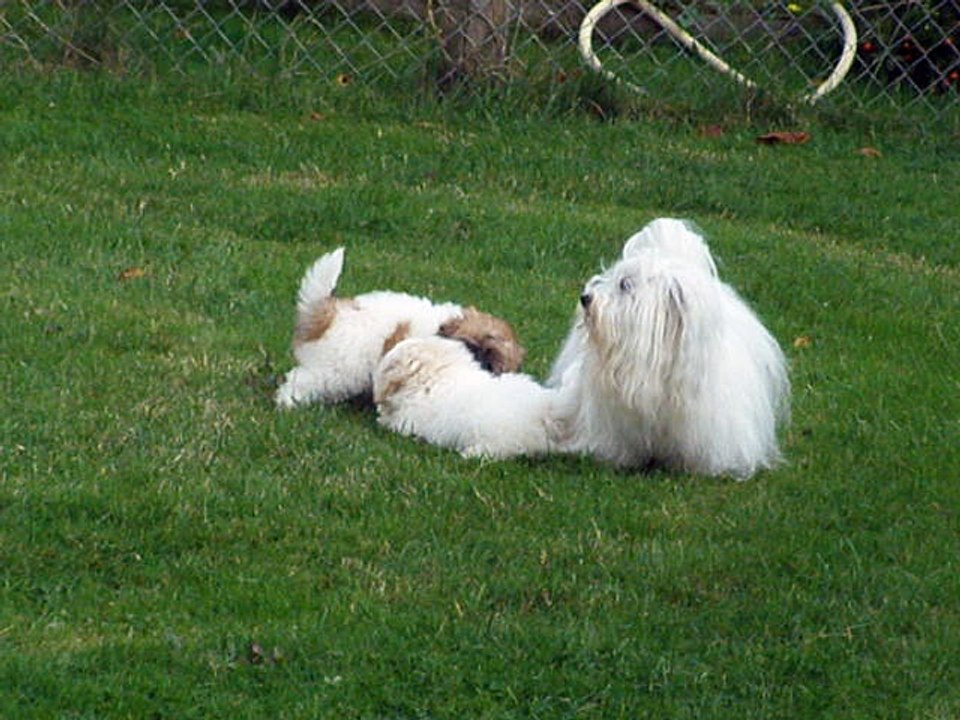 Pillywiggins - Portée 2016 - 9 semaines