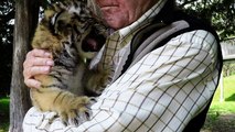 Tiny tiger cub tries to roar