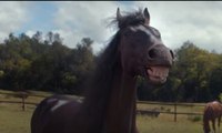 VÍDEO: El Volkswagen Tiguan y los caballos que se ríen a carcajadas
