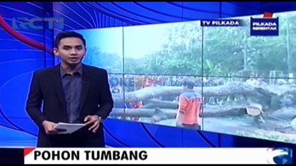 Hujan Deras Disertai Angin Kencang Membuat Sejumlah Pohon Tumbang di Pandeglang Banten