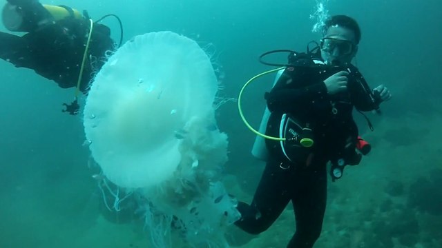 Huge jellyfish sighting makes scuba divers' day