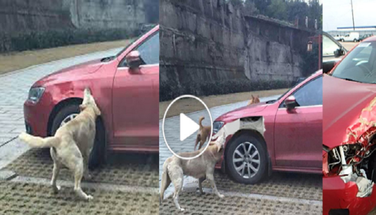 Stray Dog take a revenge