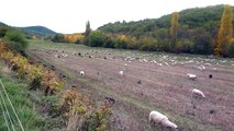 La transhumance des moutons du Quercy